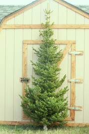 Cut Your Own Christmas Tree Utah